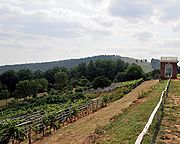 Virginia